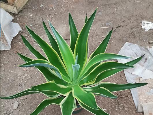 龙舌兰花语是什么？了解其独特含义和象征意义？