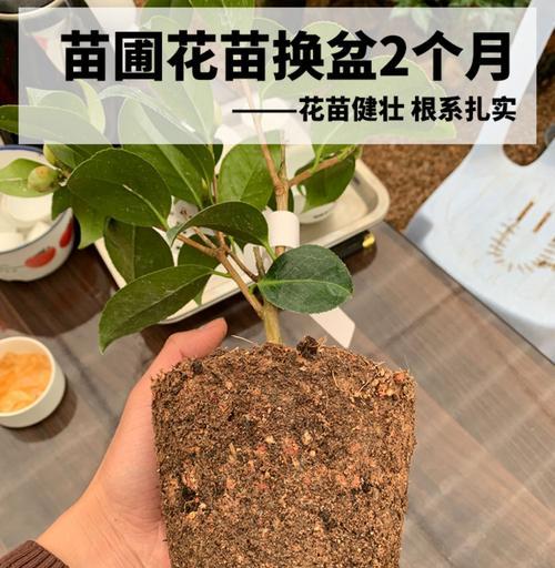 达摩福娘配土方法是什么？种植土壤如何选择？