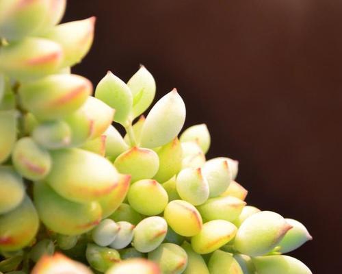 达摩福娘几月份开花？哪个季节是最佳观赏期？