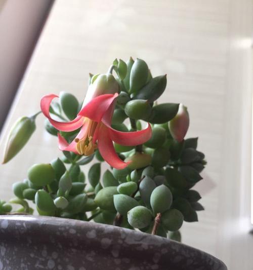 达摩福娘几月份开花？哪个季节是最佳观赏期？