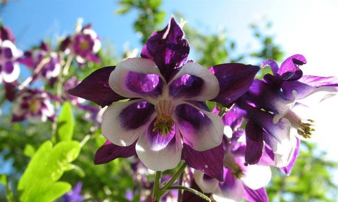 耧斗菜的花语是什么？这种花的含义和象征意义是什么？