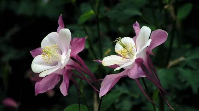耧斗菜的花语是什么？这种花的含义和象征意义是什么？
