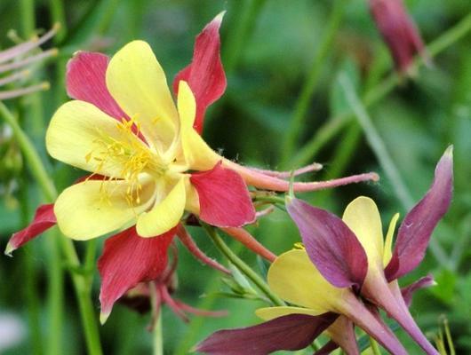 耧斗菜的花语是什么？这种花的含义和象征意义是什么？