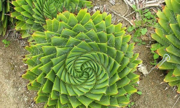 芦荟的花语是什么？有哪些关于芦荟的美丽传说？