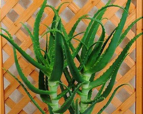 芦荟花语是什么意思？芦荟的花语有哪些含义？