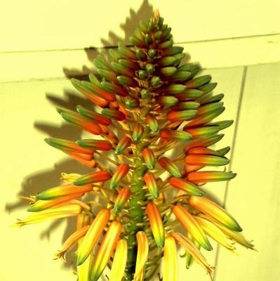 芦荟开花代表什么？芦荟开花的深层含义是什么？