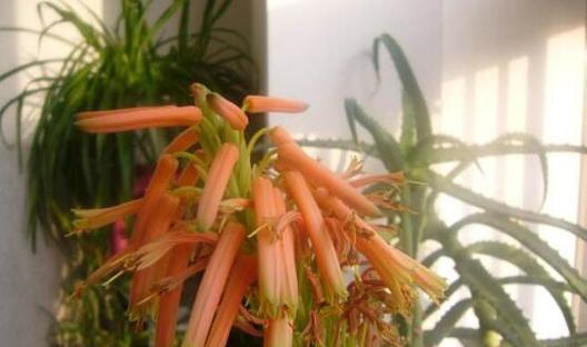 芦荟开花代表什么？芦荟开花的深层含义是什么？