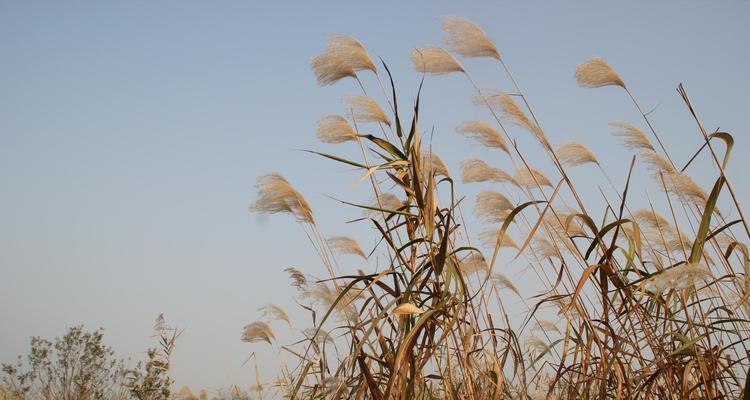 芦苇的花语是什么？芦苇有哪些用途？