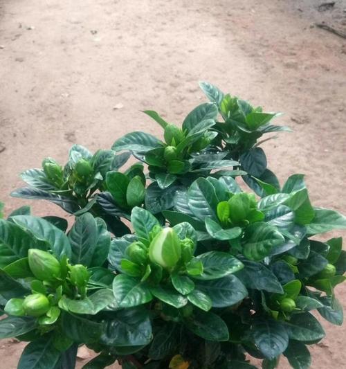 达摩栀子花的养殖方法是什么？如何正确养护达摩栀子花？