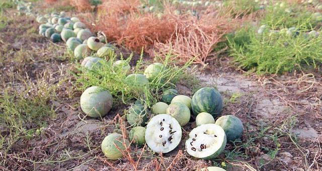 打瓜什么时候种植最好？种植时间与方法指南？