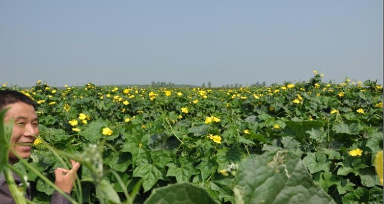 打瓜什么时候种植最好？种植时间与方法指南？