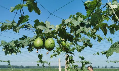 打瓜什么时候种植最好？种植时间与方法指南？