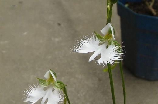 鹭草的花语是什么？鹭草的传说有哪些？