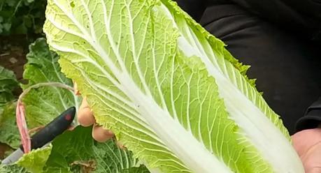 大白菜发苦了还能吃吗？如何判断大白菜是否变质？