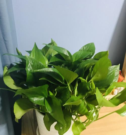 绿萝的花语是什么意思？如何正确解读绿萝的寓意？