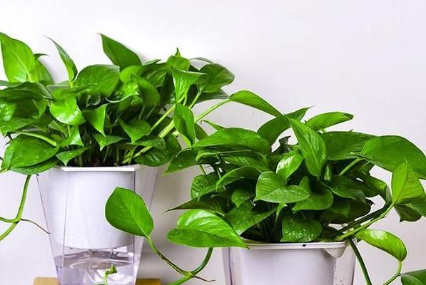 绿萝的花语是什么意思？如何正确表达绿萝的花语？