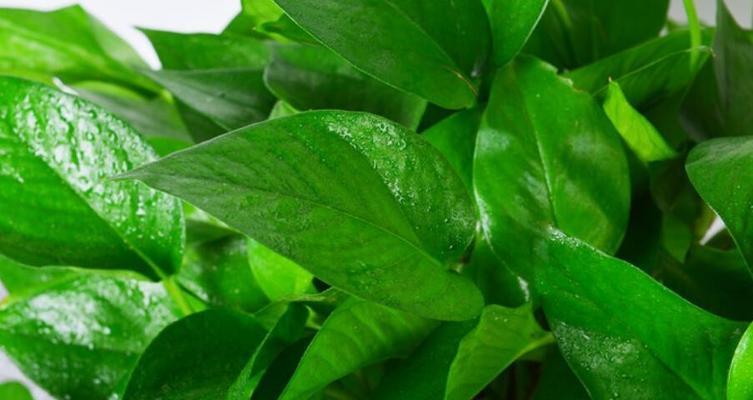 绿萝的花语是什么意思？如何正确表达绿萝的花语？