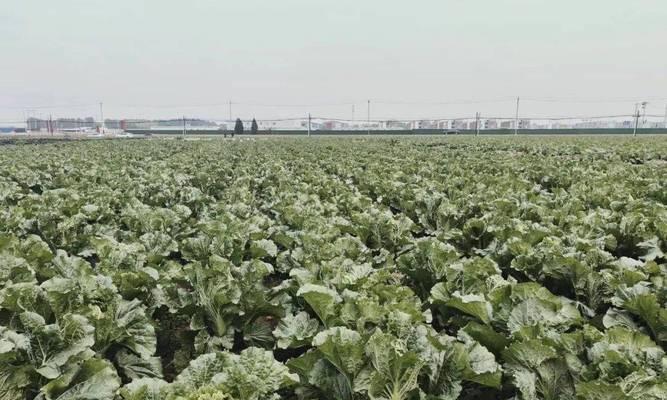 大白菜亩产量多少斤？如何提高大白菜的产量？
