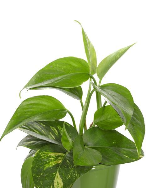 绿萝花语含义是什么？如何正确解读绿萝的花语？