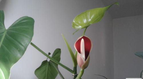 绿萝花语是什么意思？如何正确解读绿萝的花语含义？