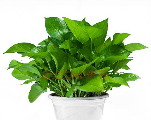 绿萝花语是什么意思？如何正确解读绿萝的花语含义？