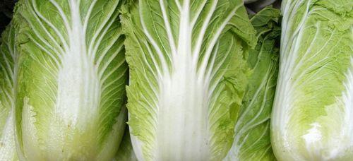哪些大白菜品种口感最佳？如何根据排名选择？