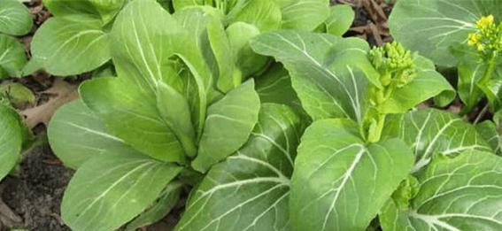大白菜播种的最佳时间是什么时候？如何确保高产？