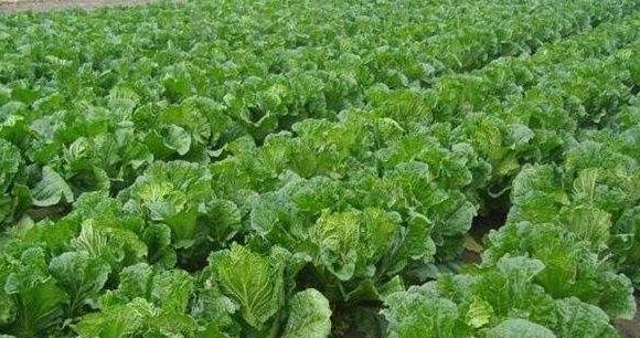大白菜播种的最佳时间是什么时候？如何确保高产？