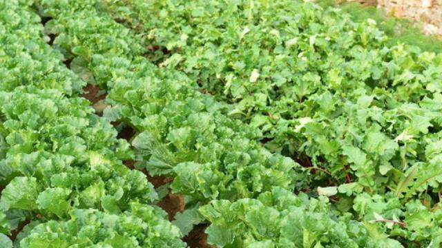 大白菜播种的最佳时间是什么时候？如何确保高产？
