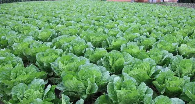 大白菜播种的最佳时间是什么时候？如何确保播种成功？