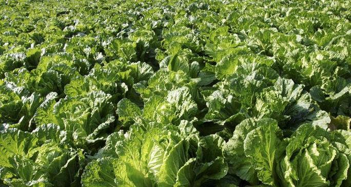 大白菜播种的最佳时间是什么时候？如何确保播种成功？