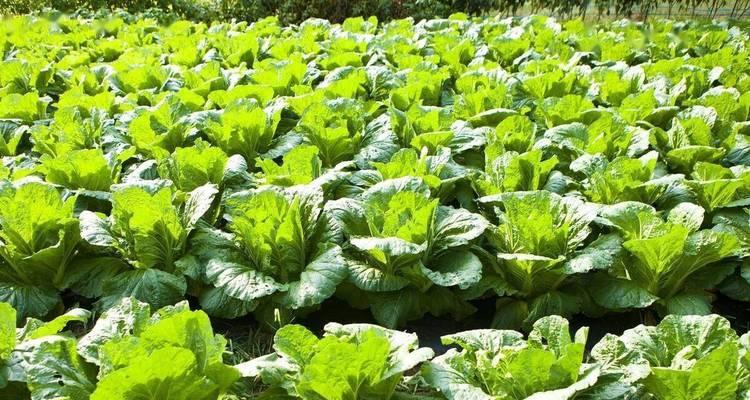 大白菜最佳收获时间是什么时候？几月份收获最合适？