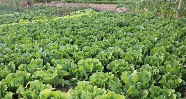 大白菜最佳收获时间是什么时候？几月份收获最合适？
