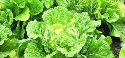 大白菜最佳收获时间是什么时候？几月份收获最合适？