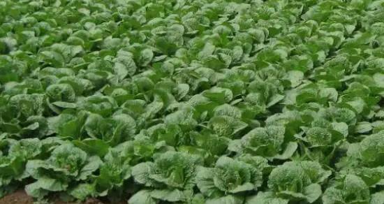 大白菜移栽的最佳时间是什么时候？移栽后如何管理？