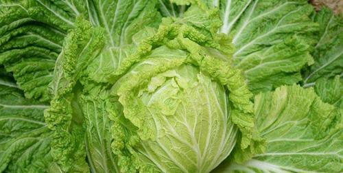 大白菜的形状是什么？常见的大白菜品种有哪些特点？