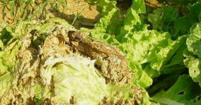 大白菜炭疽病是怎么引起的？有效治疗方法有哪些？
