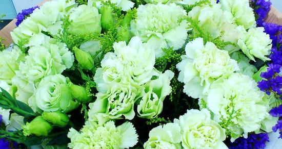 绿色康乃馨代表什么含义？花语有哪些特别之处？