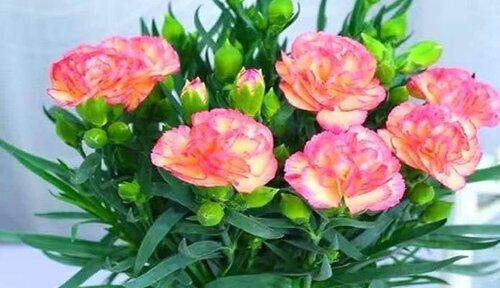 绿色康乃馨代表什么？花语含义有哪些疑问？