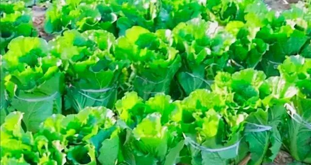 夏天种植大白菜的条件是什么？如何确保高产？