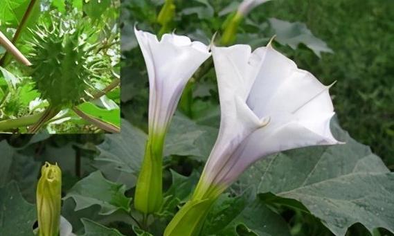 绿色曼陀罗花语代表什么含义？