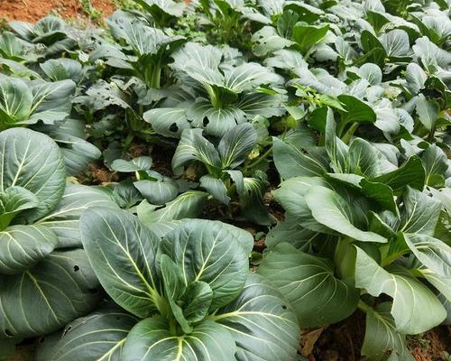 大白菜一年四季都能种吗？一年可以种几茬大白菜？