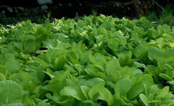 大白菜一年四季都能种吗？一年可以种几茬大白菜？