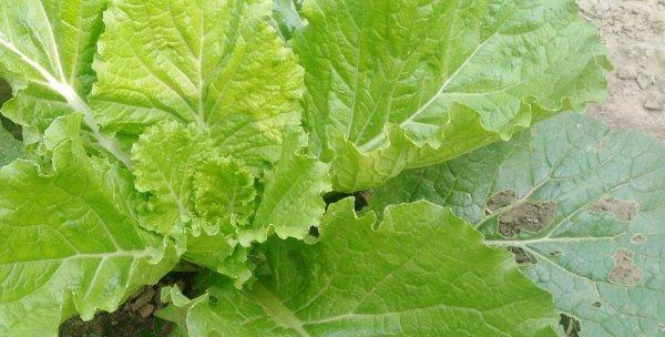 大白菜用什么肥料最好？如何根据生长阶段选择肥料？
