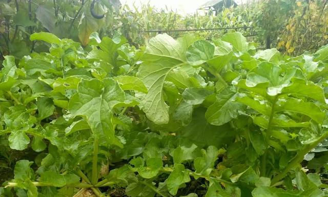 大白菜用什么肥料最好？如何根据生长阶段选择肥料？
