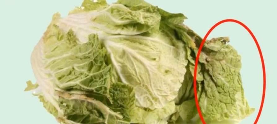 大白菜出现苦味还能食用吗？如何处理苦味问题？