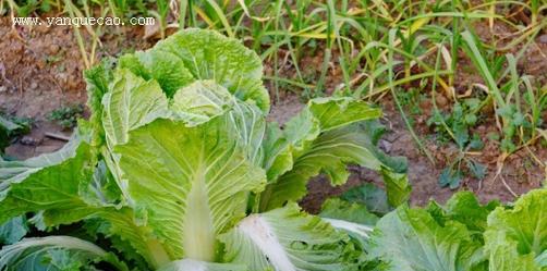 大白菜种植技术与管理有哪些常见问题？如何有效解决？
