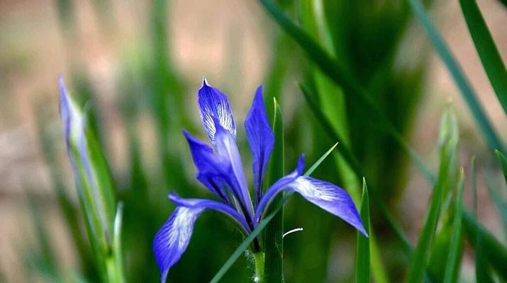马兰花代表什么意思？马兰花的花语和象征意义是什么？