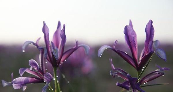 马兰花花语是什么？了解马兰花的象征意义和文化背景？