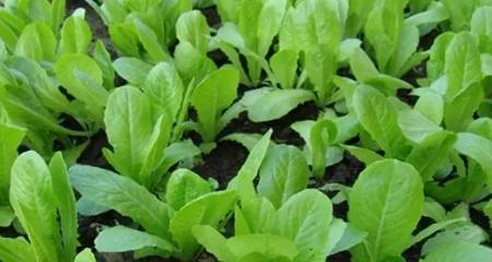 大白菜什么时候种植最合适？收获时间又该如何确定？